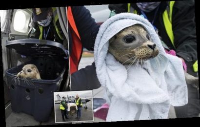 Seal pup is transported to safety in 400-mile mercy dash