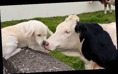 Excited dog licks face of cow after pair struck up unusual friendship