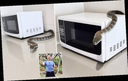 Snake found curled up beneath a MICROWAVE inside a government office