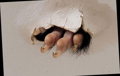 Aussie man finds terrifying animal's claw scratching through his bathroom ceiling
