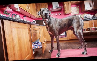 World’s tallest dog, 8-year-old Great Dane, dies