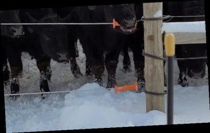 Herdsman films his cow bypassing an electric fence in Vermont