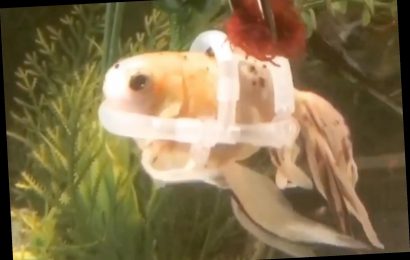 Goldfish Stuck Swimming Upside Down Due to Buoyancy Issues Saved by Tiny Plastic Lifejacket