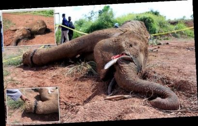 Endangered Sumatran elephant dies after its leg was caught in a trap