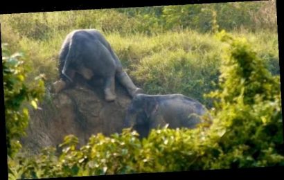 Two wild elephants stuck in a ditch help each other climb to safety