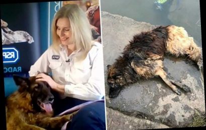 This Morning fans in tears as RSPCA tell story of dog tied to a rock and thrown into a river