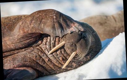 Arctic Walrus Turns Up in Ireland, Likely Floated There Accidentally While Napping on an Iceberg