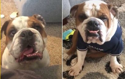 Dog owner finds out his English bulldog only knows Spanish