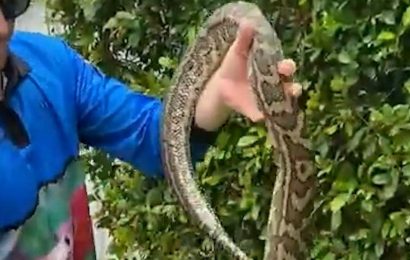 Man bitten while using barbecue tongs to remove rattlesnake