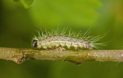 Brits warned of poisonous caterpillars invading UK causing vomiting & rash