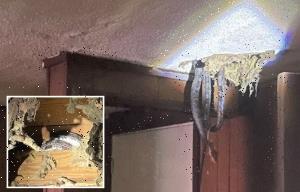 Family horrified as den of SNAKES burst through their ceiling as rats and cockroaches run riot