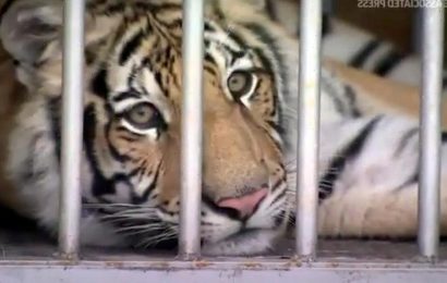 Houston tiger returned safely — with help from intermediary, report says