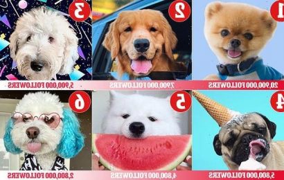 REVEALED: The most popular dog breeds on TikTok