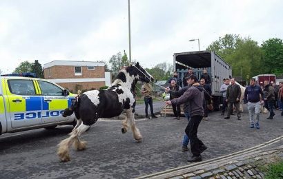 Travellers descend on Wickham for horse fair in defiance of ban