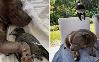 Magpie starts BARKING like a dog after being adopted by a Staffy