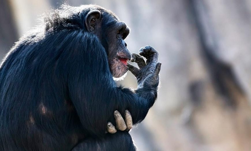 Oregon sheriff's deputy fatally shoots pet chimpanzee to save woman