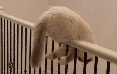 Clip shows cat almost losing one of its nine lives chasing its tail