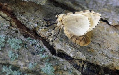 Gypsy moth getting new name to remove ‘ethnic slur’: scientists