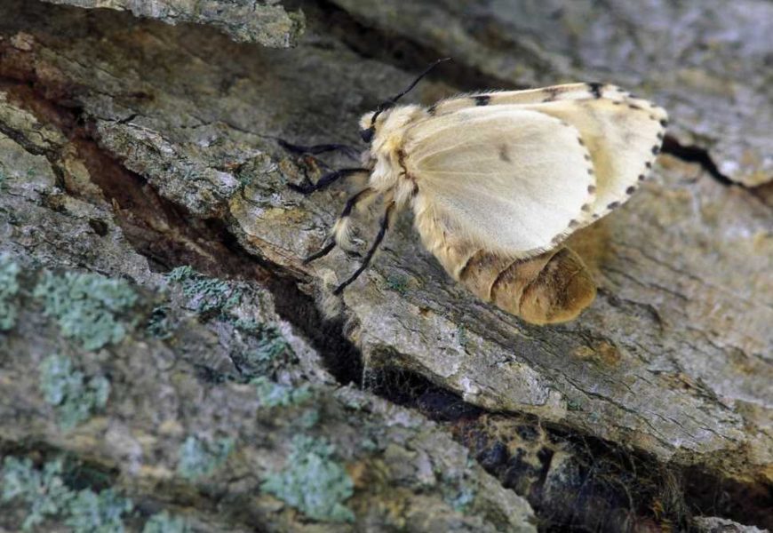 Gypsy moth getting new name to remove ‘ethnic slur’: scientists