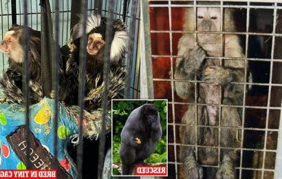MARK EDMONDS reveals barbaric life for primates trafficked on dark web