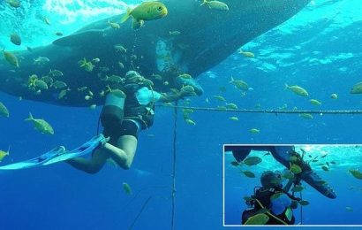 VIDEO: Diver saves sperm whale trapped in ropes near Mauritius