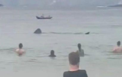 Watch two huge basking sharks swimming among stunned beachgoers in Irish sea