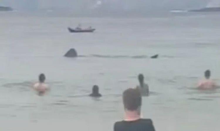 Watch two huge basking sharks swimming among stunned beachgoers in Irish sea