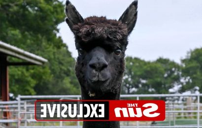 Death-row alpaca Geronimo faces being executed at 5pm TOMORROW despite crossing legal hurdle in fight for life
