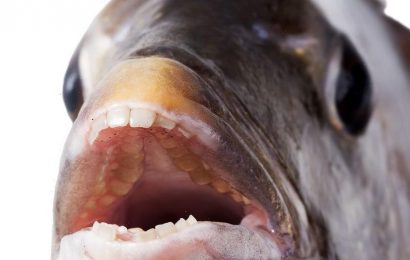 Fish with giant human-looking teeth caught