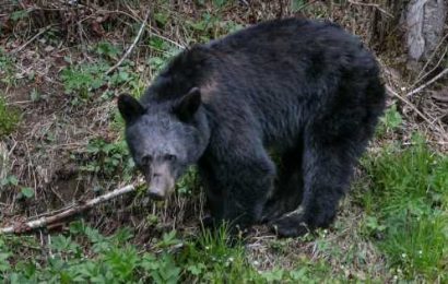 Illinois man visiting Great Smoky Mountains National Park killed by bear, medical examiner says