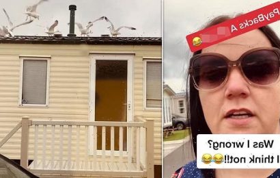 Mother gets revenge on partying staycationers with screeching seagulls