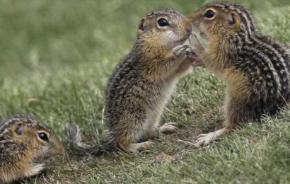 Some areas of South Lake Tahoe closed after chipmunks test positive for plague