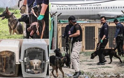 Bomb-sniffing dogs left behind at Kabul airport now work for Taliban