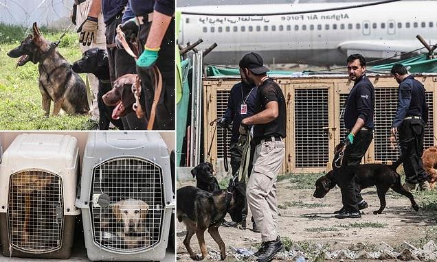 Bomb-sniffing dogs left behind at Kabul airport now work for Taliban