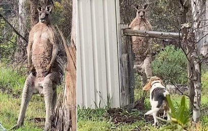 Brave beagle has tense standoff with buff kangaroo in Victoria