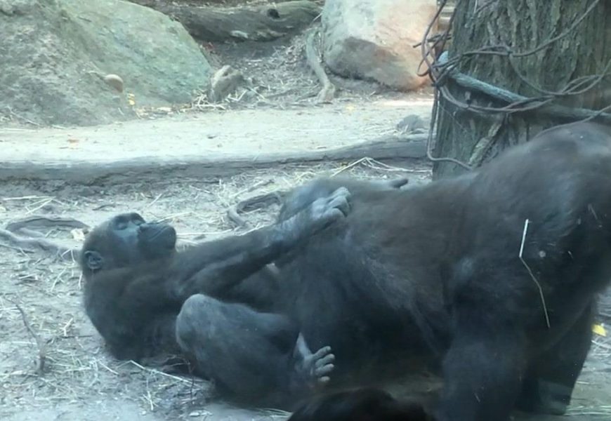 Gorillas Perform Oral Sex at Bronx Zoo, Humans Horrified