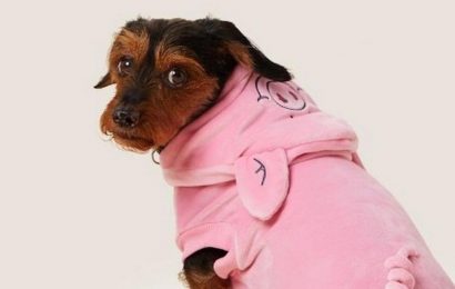 M&S shoppers go wild for adorable £8 Percy Pig outfit for dogs