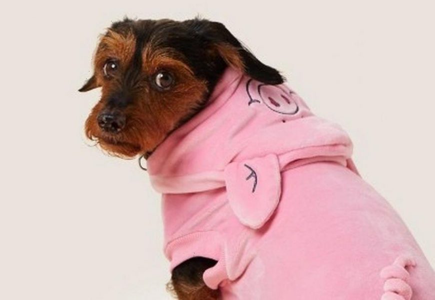 M&S shoppers go wild for adorable £8 Percy Pig outfit for dogs