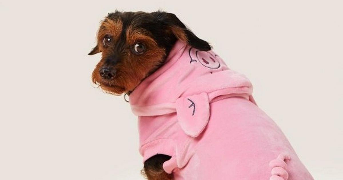 M S Shoppers Go Wild For Adorable 8 Percy Pig Outfit For Dogs Carmon Report