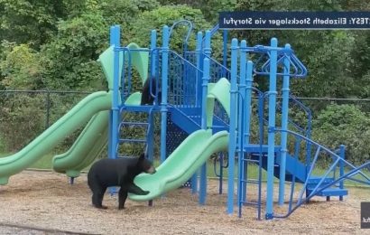 Teacher catches mother bear and cub playing on school playground: See the video