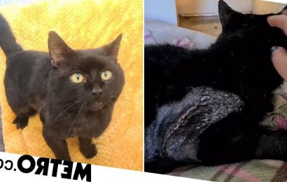 A scarred kitty dubbed as ‘Frankenstein’s cat’ is looking for a home