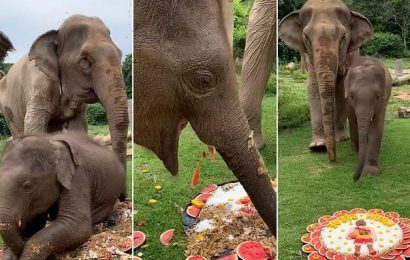 Adorable clip of Elephant making a mess while eating a cake goes viral