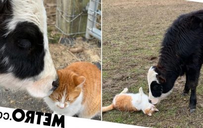 Cat and cow are unlikely best friends