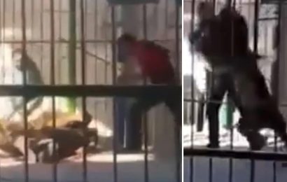 Horrifying moment animal tamer is fatally savaged by a lion in front of screaming audience at Egyptian circus