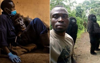Mountain gorilla dies in the arms of man who rescued her as an infant