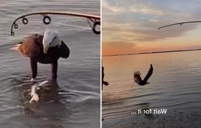 Incredible moment eagle swoops on SHARK after hunting beast in Florida