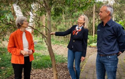 Saving Australia’s rarest tree after Black Summer catastrophe