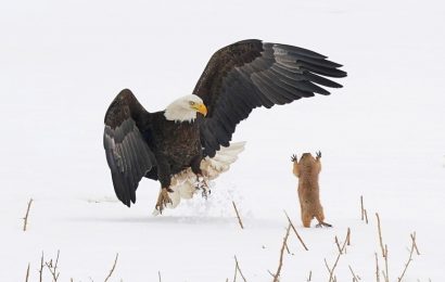 Startled bald eagle swooping  down for lunch nominated at Comedy Wildlife Photography Awards