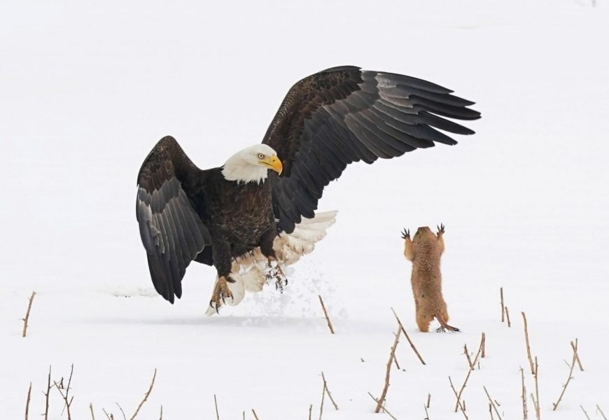 Startled bald eagle swooping  down for lunch nominated at Comedy Wildlife Photography Awards