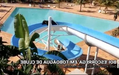 Wet and wild! Escaped cow set for slaughter in Brazil rides WATERSLIDE